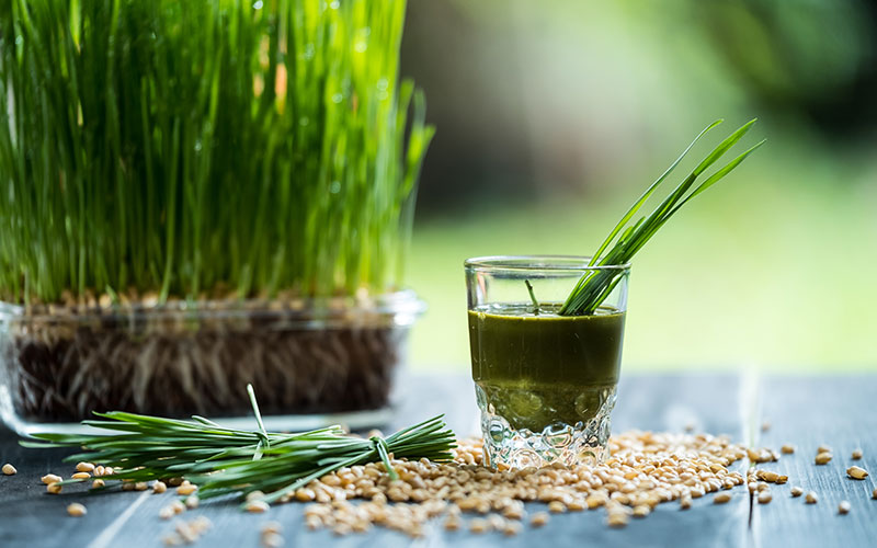 What is wheat grass?