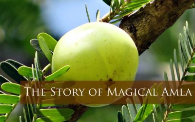 Story of the Magical Superfood Amla