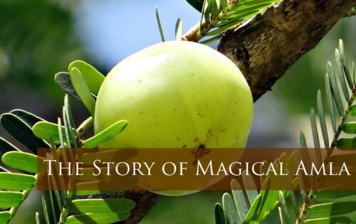 Story of the Magical Superfood Amla