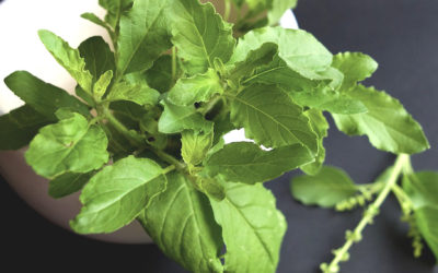 Incredible Benefits Of Tulsi (Holy Basil) On Your Health