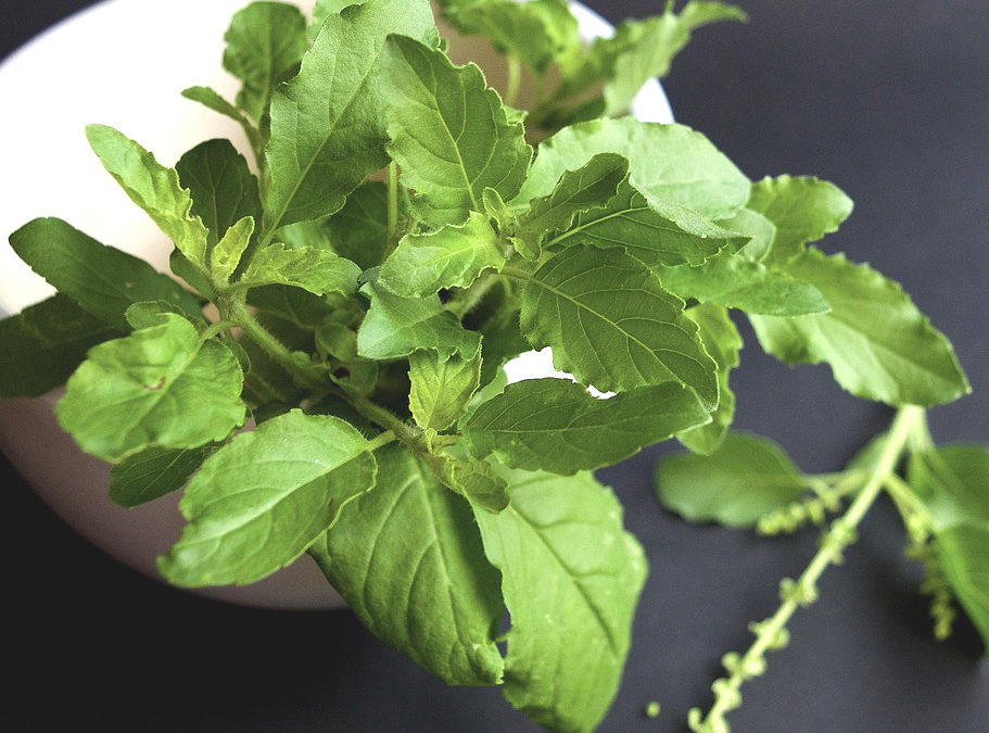 Incredible Benefits Of Tulsi (Holy Basil) On Your Health