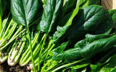 Advantages Of Eating Green Leafy Vegetable Regularly