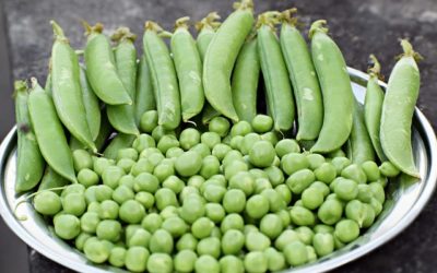 Some Of The Health Benefits Of Green Peas, You Might Not Know