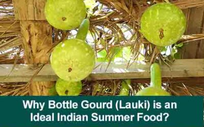 Why Bottle Gourd (Lauki) is an Ideal Indian Summer Food?