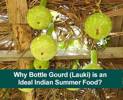 Why Bottle Gourd (Lauki) is an Ideal Indian Summer Food?