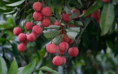 Savor Lychee this Summer and Reap Health Benefits