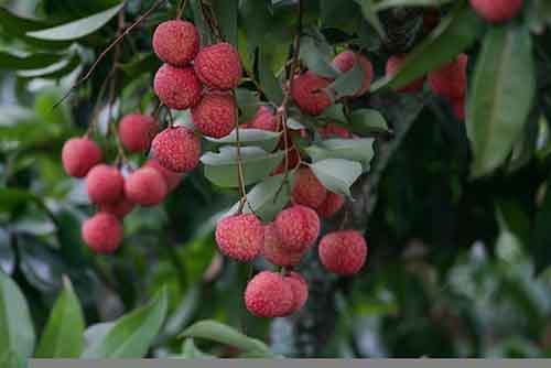 Savor Lychee this Summer and Reap Health Benefits